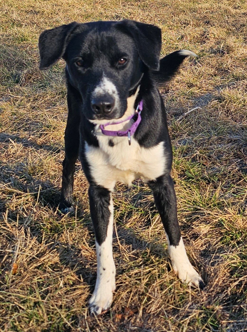 adoptable Dog in Weatherford, TX named JR