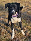 adoptable Dog in  named JR