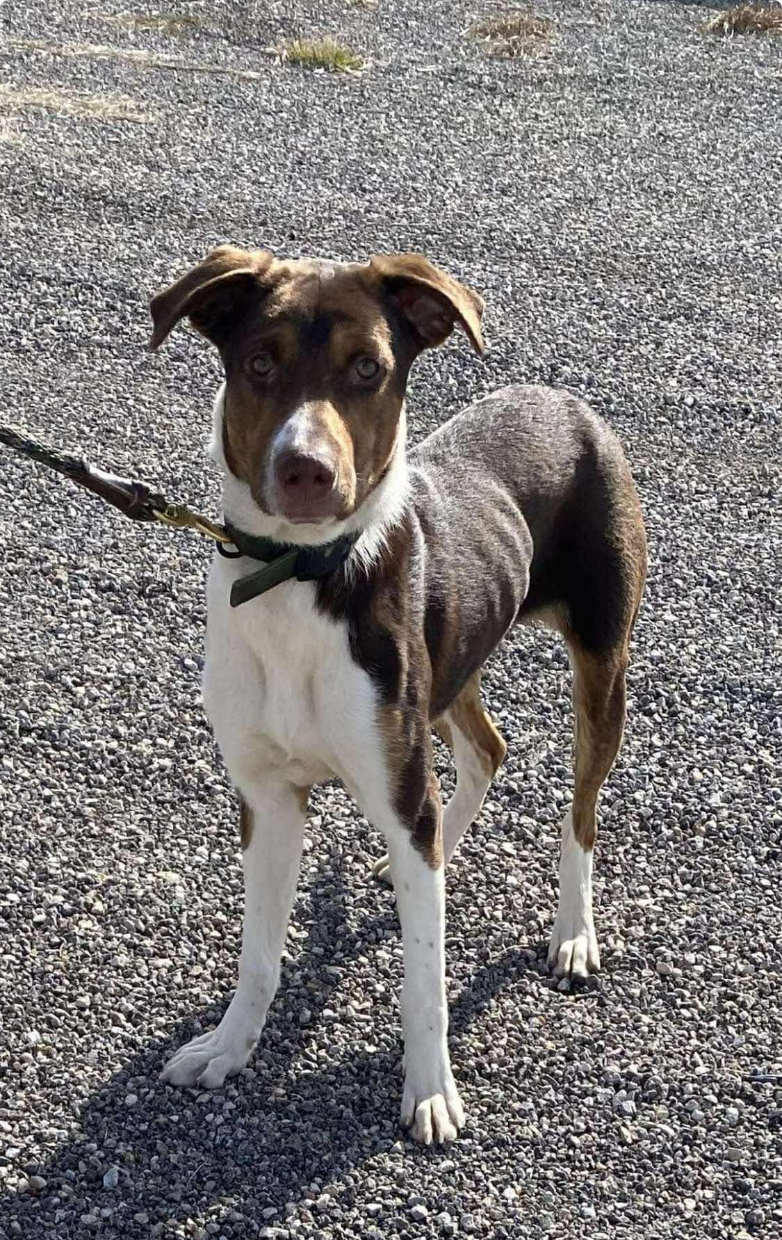 adoptable Dog in Weatherford, TX named Marty