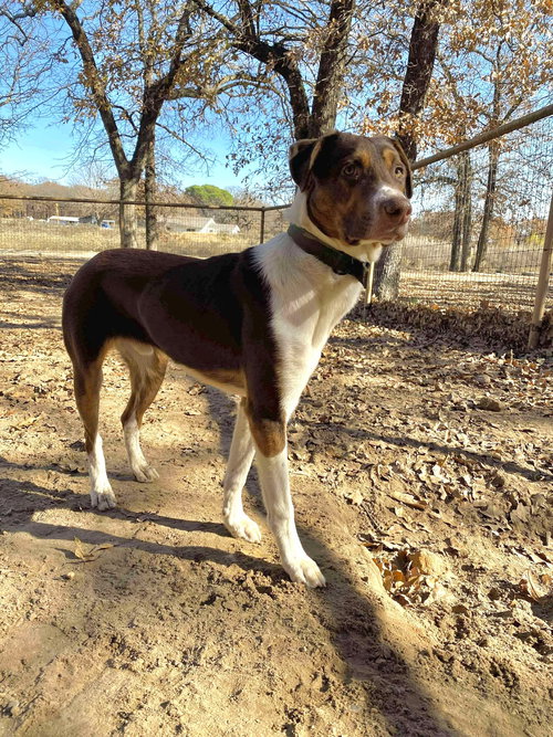 MARTY - Border Collie available for adoption