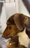 Sable - Photo 3