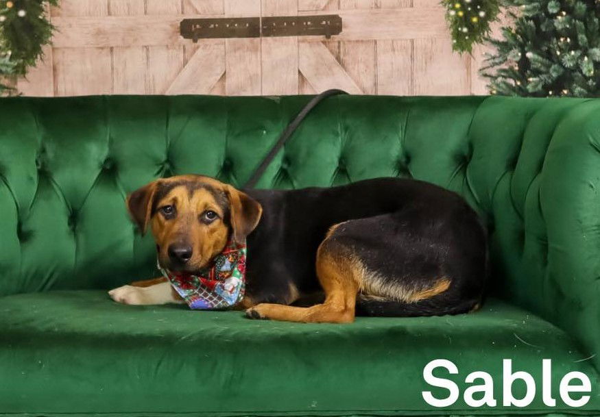 adoptable Dog in Weatherford, TX named Sable