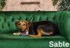 adoptable Dog in  named Sable