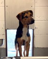 Sable - Photo 2