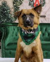 adoptable Dog in  named Cash