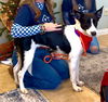 adoptable Dog in  named Moomoo