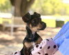 Bingo - Photo 4