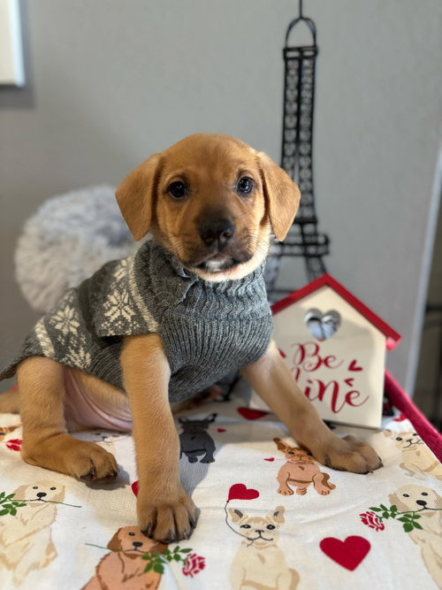 SMITTEN - Black Mouth Cur available for adoption