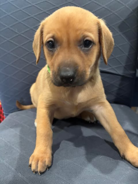 VALENTINA - Black Mouth Cur available for adoption