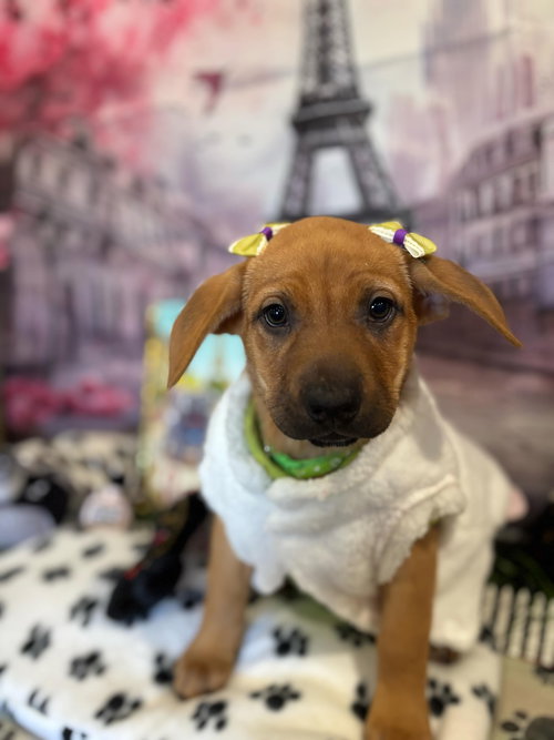 VALENTINA - Black Mouth Cur available for adoption
