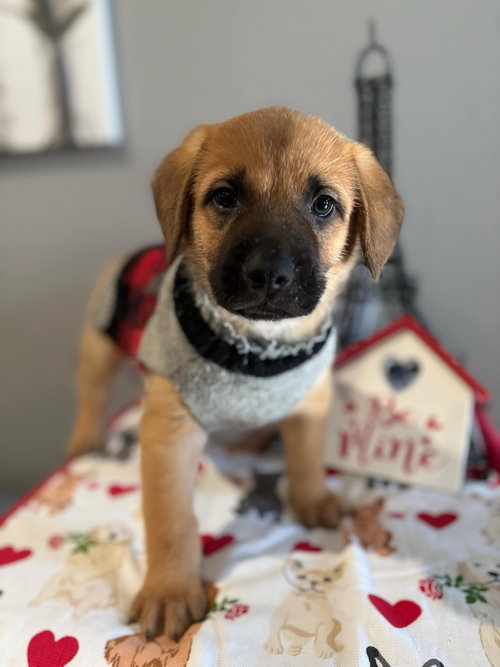 CLEO - Black Mouth Cur available for adoption