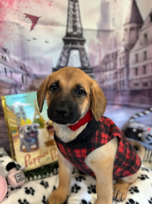 CLEO - Black Mouth Cur available for adoption