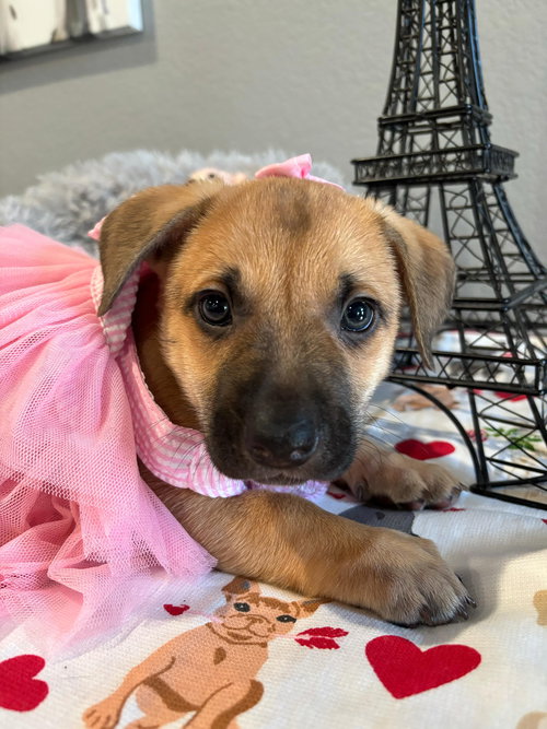 AMICIA - Black Mouth Cur available for adoption
