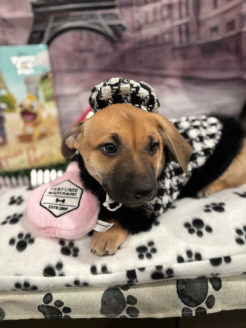 AMICIA - Black Mouth Cur available for adoption