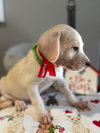 Cupid - Photo 4