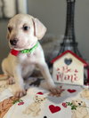 Cupid - Photo 2
