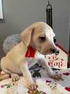 Cupid - Photo 3