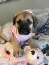 Rose - Photo 3