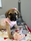 Rose - Photo 2