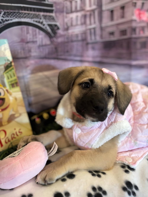 ROSE - Black Mouth Cur available for adoption