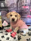 adoptable Dog in  named Angel