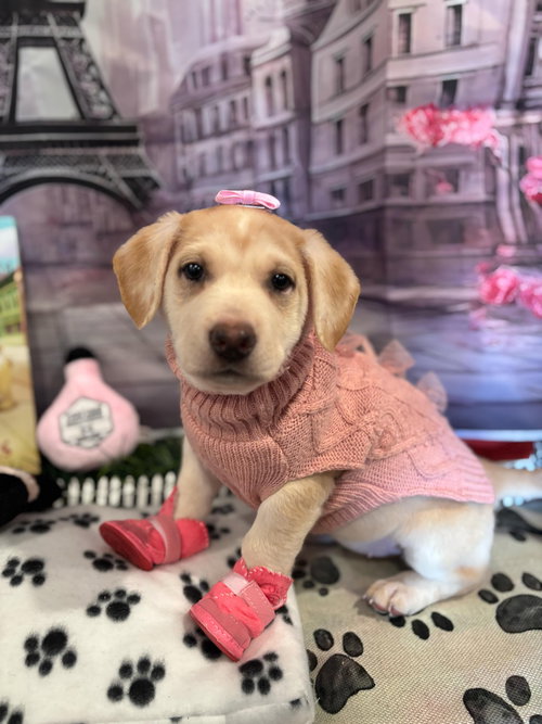 ANGEL - Black Mouth Cur available for adoption