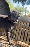 adoptable Dog in Weatherford, TX named Serena