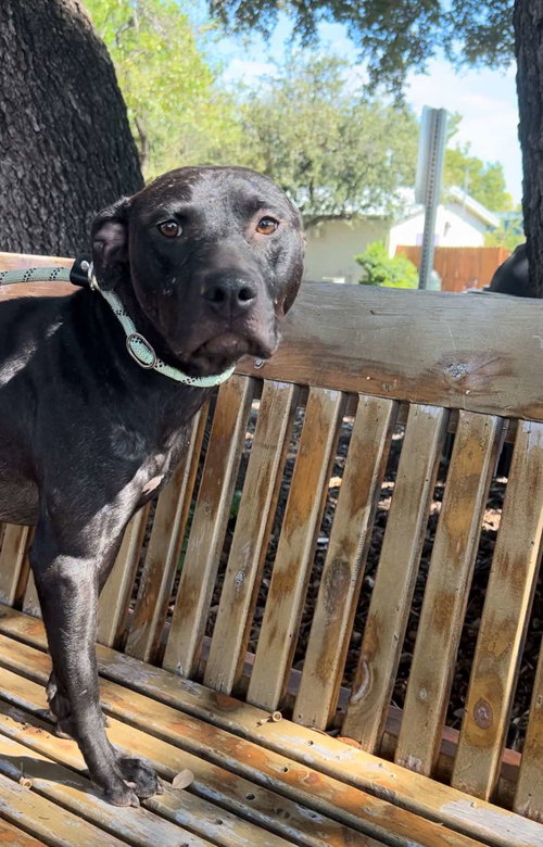 SERENA - Pit Bull Terrier available for adoption