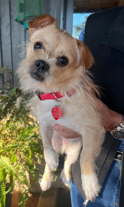 JAIME - Terrier available for adoption