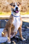 adoptable Dog in Weatherford, TX named Ashlynn