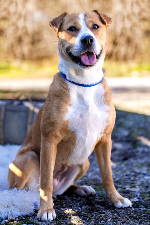 ASHLYNN - Pit Bull Terrier available for adoption
