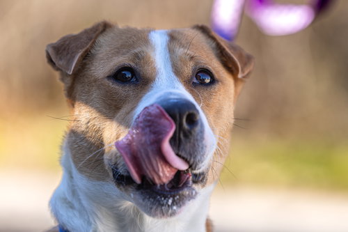 ASHLYNN - Pit Bull Terrier available for adoption