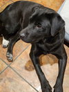 Penny - Photo 3