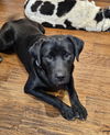 adoptable Dog in Weatherford, TX named Penny