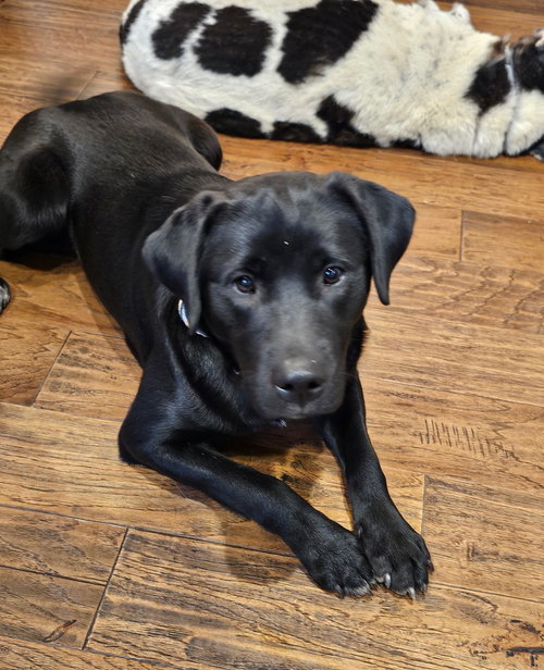 PENNY - Labrador Retriever available for adoption