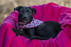 adoptable Dog in Weatherford, TX named Star