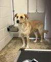adoptable Dog in  named Woody