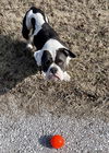 adoptable Dog in Weatherford, TX named LV
