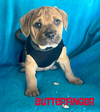 adoptable Dog in  named Butterfinger