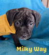 adoptable Dog in  named Milky Way