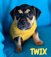 adoptable Dog in  named Twix