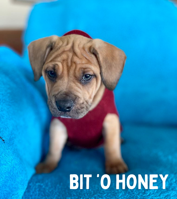 Bit O Honey