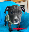 adoptable Dog in  named Snickers