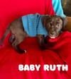 adoptable Dog in  named Baby Ruth