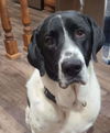 adoptable Dog in  named Kramer