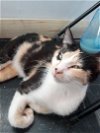 adoptable Cat in sapulpa, OK named Cleo