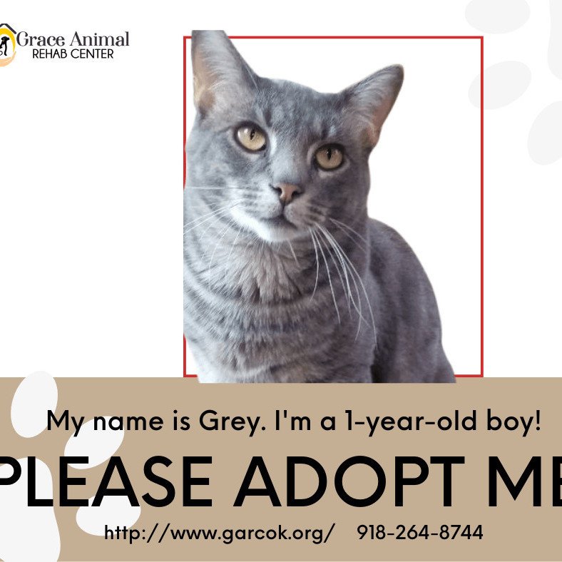 adoptable Cat in Sapulpa, OK named Grey