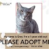 adoptable Cat in  named Grey