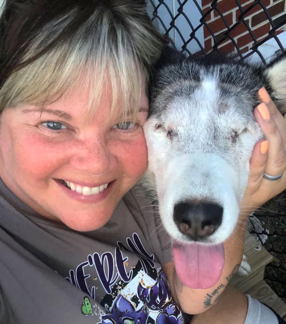 Dog for Adoption Zia, a Siberian Husky in Hogansville, GA Alpha Paw