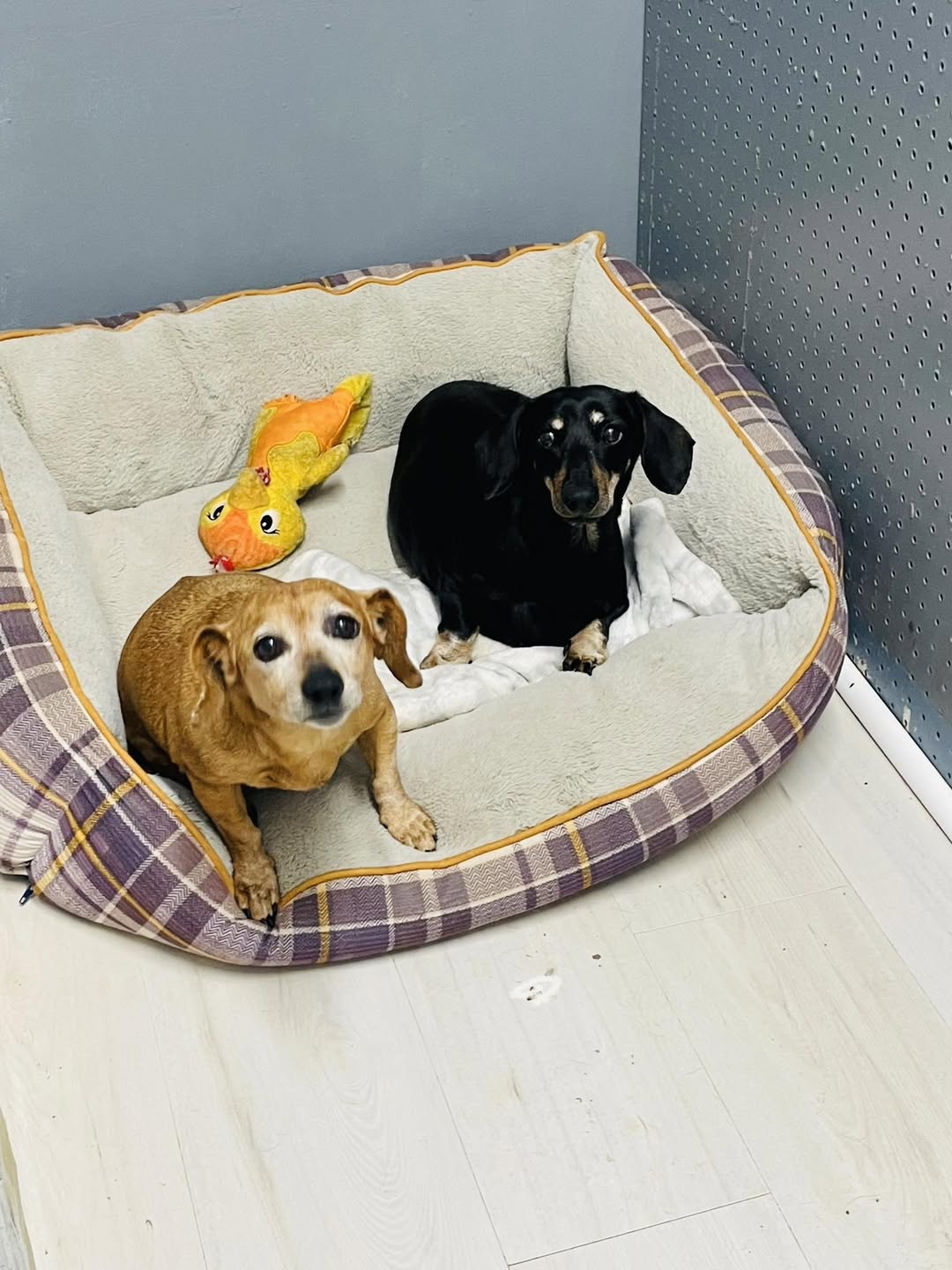 Jake and Scarlett bonded Pai Image